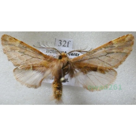 Ptilophora plumigera (Denis & Schiffermüller, 1775) male Opusznica piórówka Czech32f